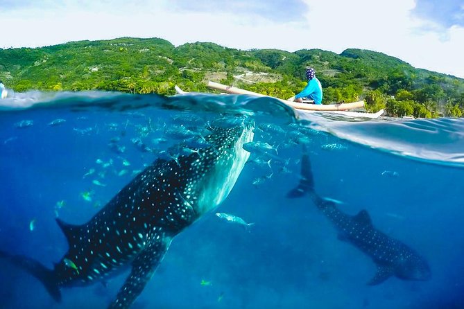 Oslob Whaleshark and Kawasan Falls Tour - Meeting Oslob’s whale sharks by banca boat