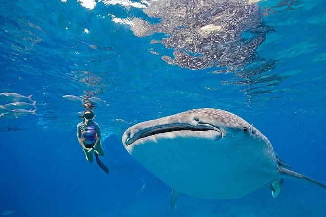 Oslob Whaleshark & Kawasan Falls Tour - Why combine Oslob and Kawasan Falls?