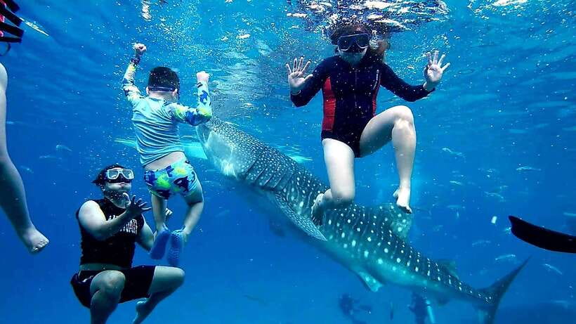 Oslob: Whaleshark Swimming, Inambakan Falls & Moalboal Tour - Key points to know before booking