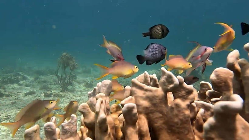Oslob: Whaleshark Swimming, Inambakan Falls & Moalboal Tour - What this $90 South Cebu day includes