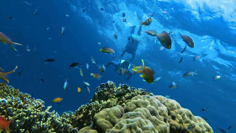 Oslob: Whaleshark Swimming, Inambakan Falls & Moalboal Tour - Swimming with whale sharks in Oslob