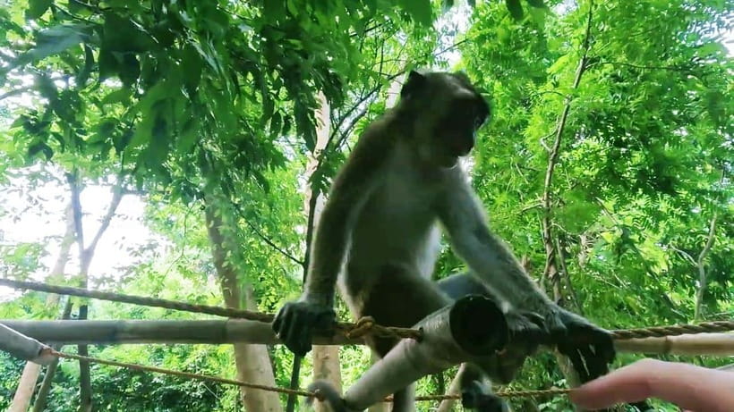 Oslob: Whaleshark Watching, Sumilon Island & Monkey Viewing - Key points to know before booking