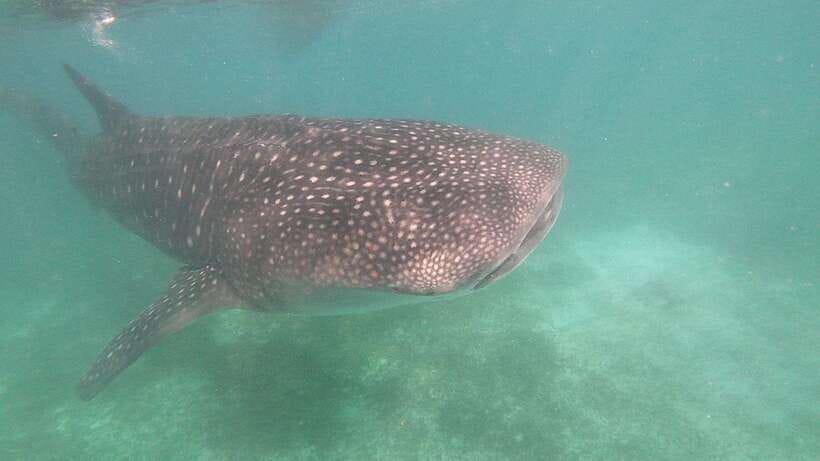 Oslob: Whaleshark Watching, Sumilon Island & Monkey Viewing - Oslob Cuartel adds a small piece of local history