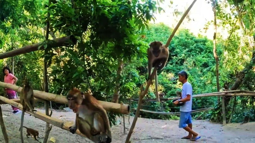 Oslob: Whaleshark Watching, Sumilon Island & Monkey Viewing - What the $81 price really covers