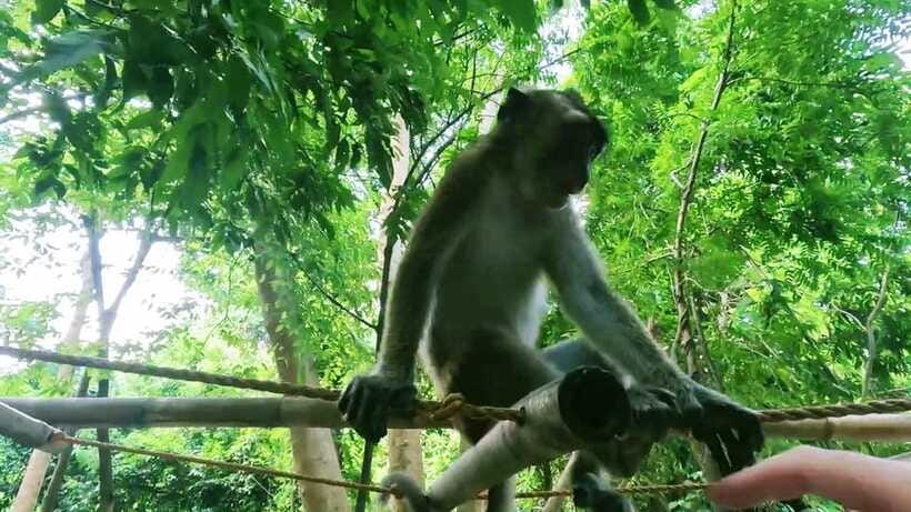 Oslob: Whaleshark Watching, Sumilon Island & Monkey Viewing - What to pack for water, queues, and road time