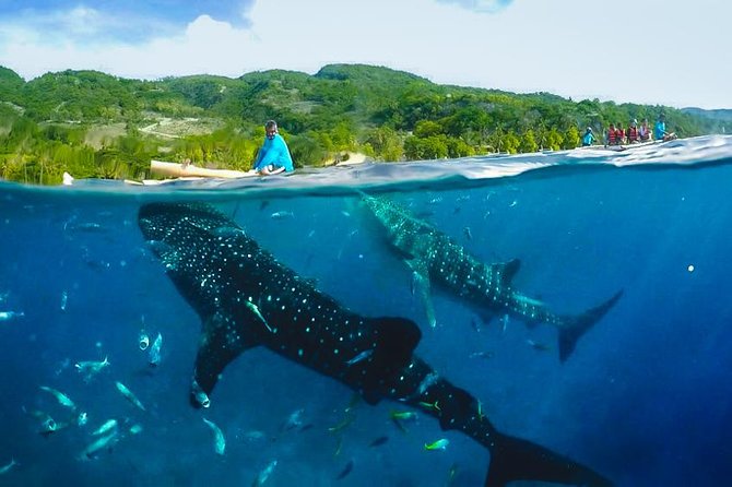 Oslob Whaleshark with Sumilon Island - Why this southern Cebu day works
