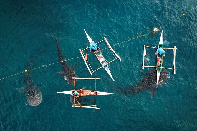 Oslob Whaleshark with Sumilon Island - Boljoon Church and southern Cebu’s past