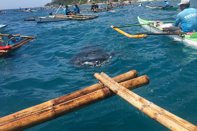 Oslob WhaleSharks, Aguinid Falls & Kawasan Main (Gatorade) Falls - Why This Cebu Day Trip Takes 14 Hours