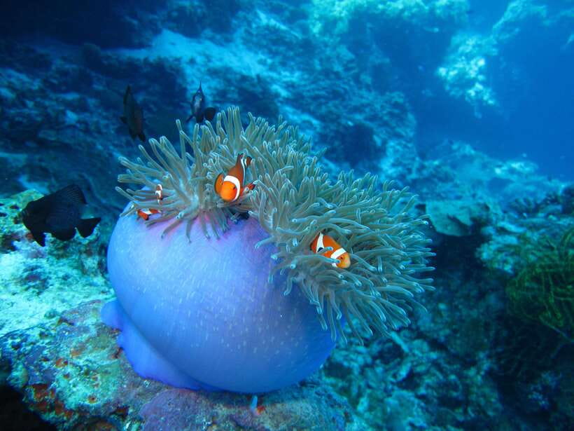 Pamilacan island: Dolphins, snorkel, lunch and walking tour - Key points at a glance