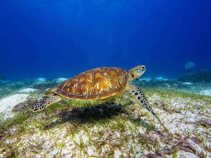 Dolphins, snorkel, lunch and walking tour