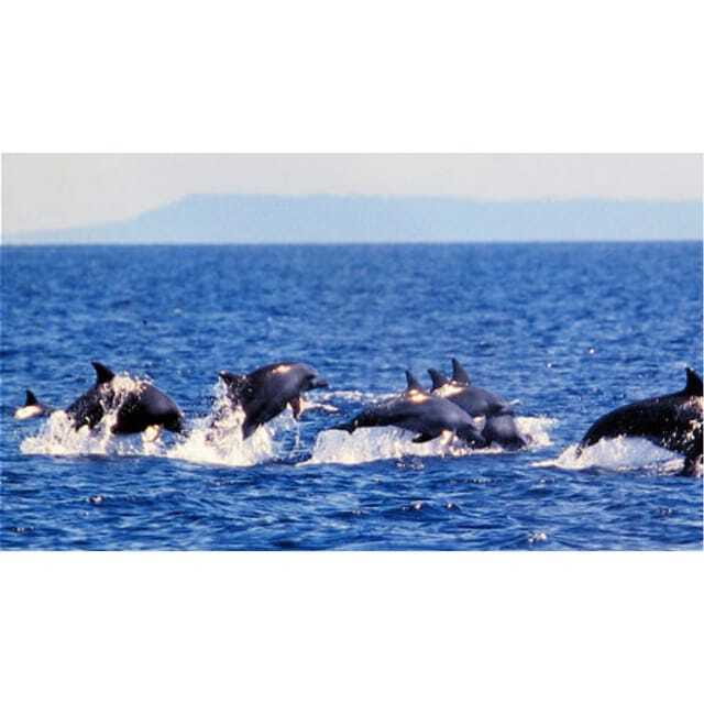 Panglao:Balicasag Island Tour with Turtle & Dolphin Watching - Key points to know before booking