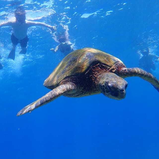 Panglao:Balicasag Island Tour with Turtle & Dolphin Watching - What this Panglao morning really offers