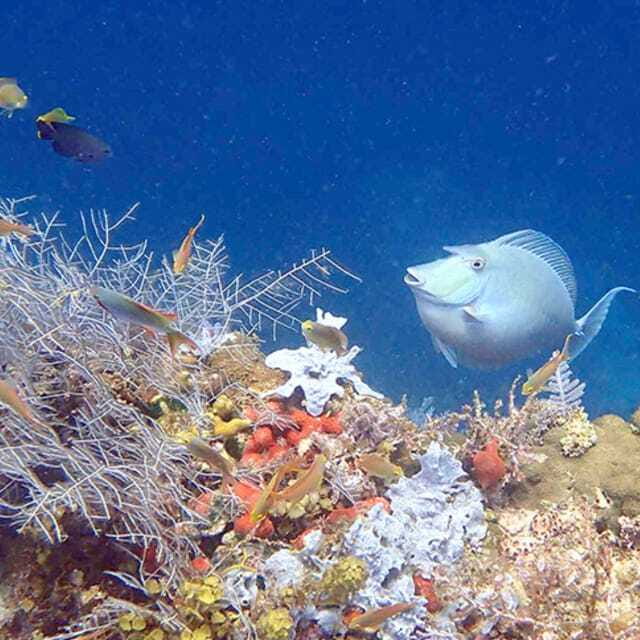 Panglao:Balicasag Island Tour with Turtle & Dolphin Watching - Who should book this boat trip