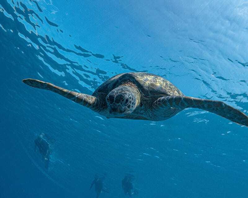 Panglao Bohol: Balicasag Island Hopping & Dolphin Watching - What the $180 price really covers