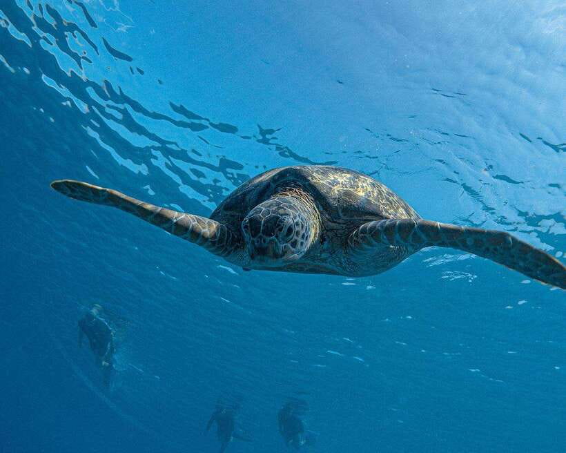 Panglao Bohol: Balicasag Island Hopping & Dolphin Watching - Guide quality and the private-group advantage