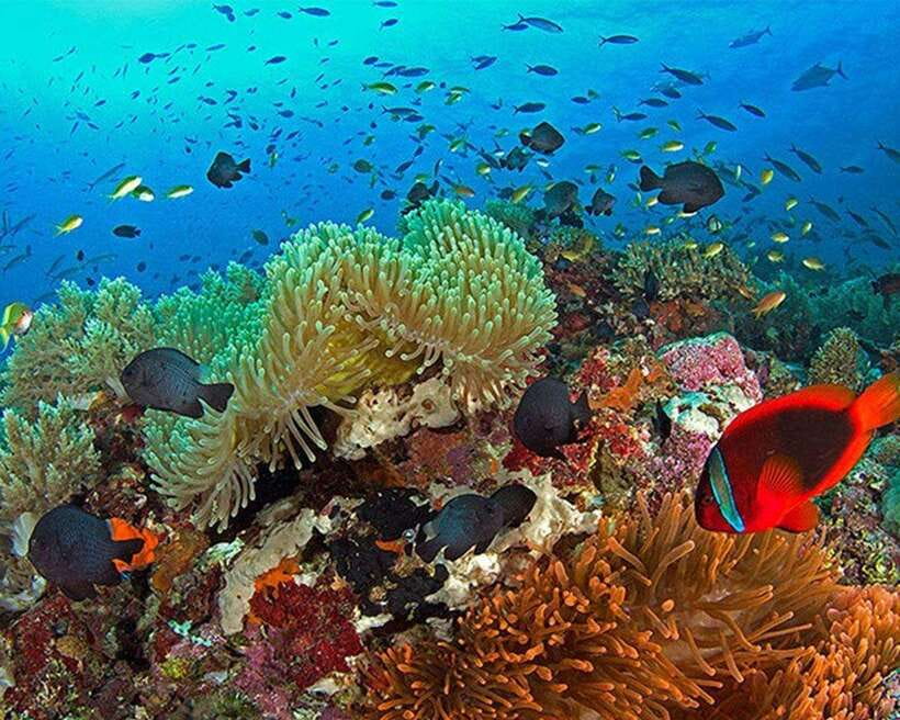 Panglao Bohol: Balicasag Island Hopping & Dolphin Watching - Dolphin watching around Panglao