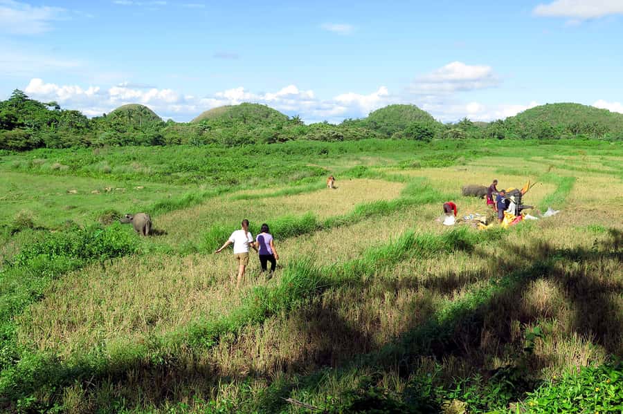 Panglao: Dao, Forests, and Tarsier Sanctuary Tour with Lunch - Key points at a glance