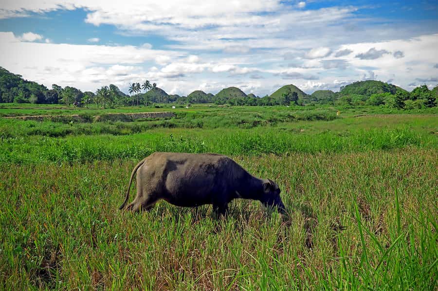 Panglao: Dao, Forests, and Tarsier Sanctuary Tour with Lunch - Who will get the most from this tour