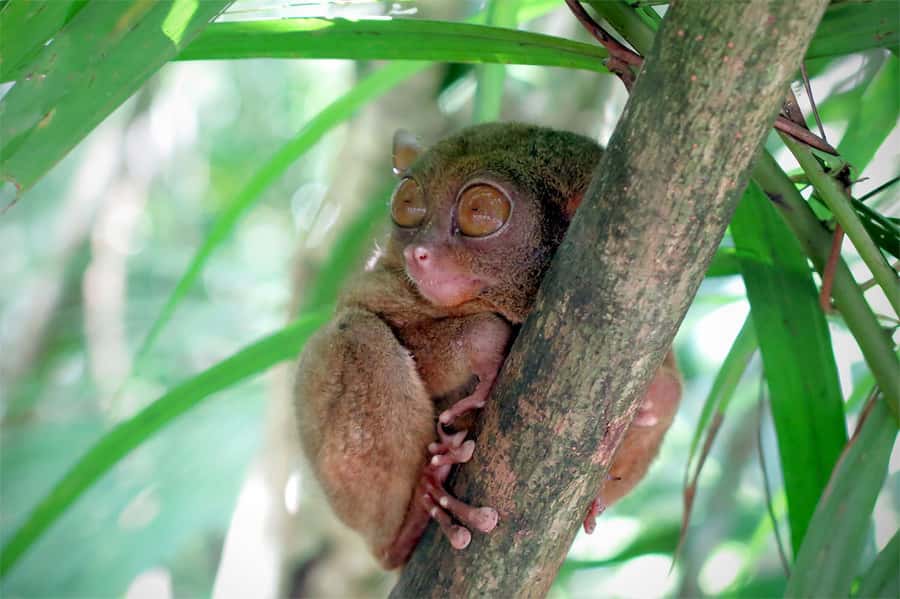 Panglao: Dao, Forests, and Tarsier Sanctuary Tour with Lunch - Meeting Bohol’s tiny tarsiers in Corella