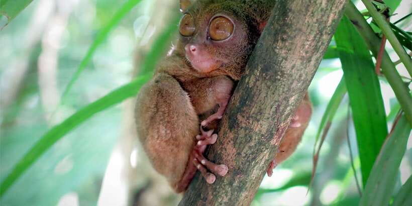 Panglao: Dao, Forests, and Tarsier Sanctuary Tour with Lunch - Climbing to the Chocolate Hills view