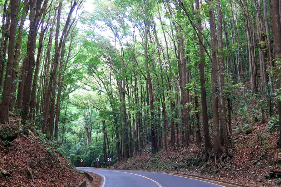 Panglao: Dao, Forests, and Tarsier Sanctuary Tour with Lunch - Ending with a swim at a jungle waterfall