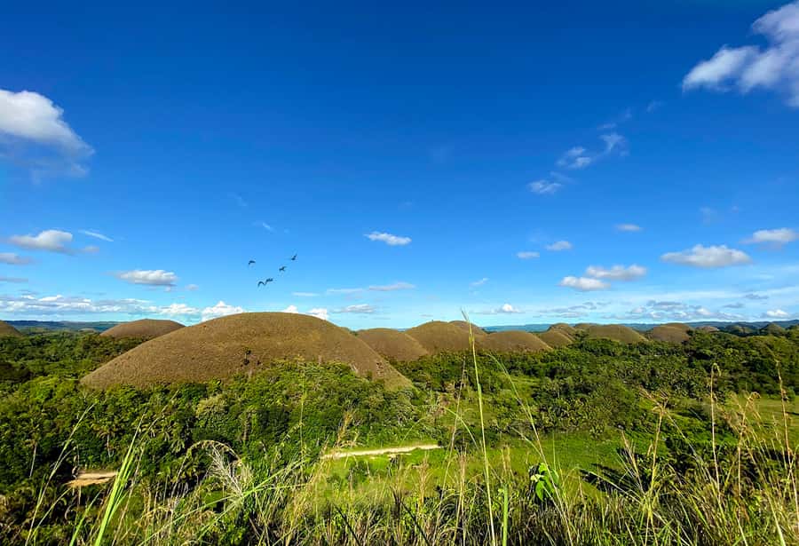 Panglao: Dao, Forests, and Tarsier Sanctuary Tour with Lunch - Starting with market life in Tagbilaran