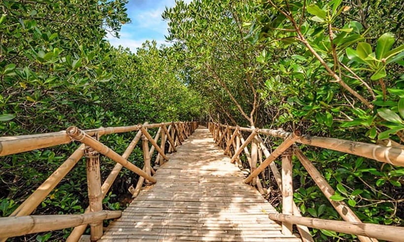 Panglao Island Escape: Cave Swim, White Sand Beach & More - Choosing South Farm for animals and sustainable food