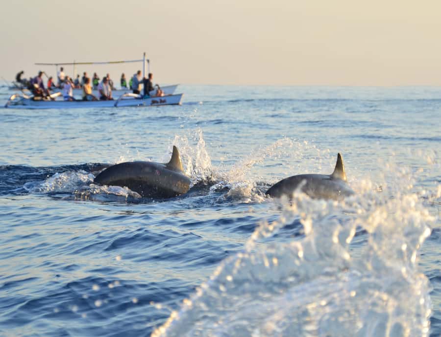 Panglao: Island Hopping w/Balicasag (Shared) - Dolphin watching around Panglao