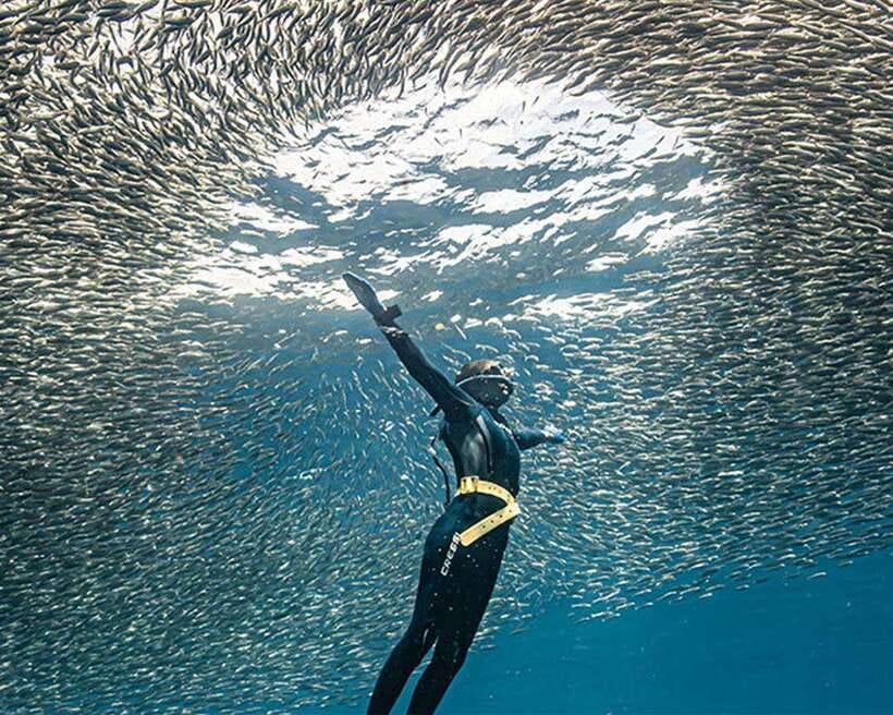 Panglao: Napaling Reef and Sardines Freediving Experience - Why Napaling Reef attracts breath-hold swimmers