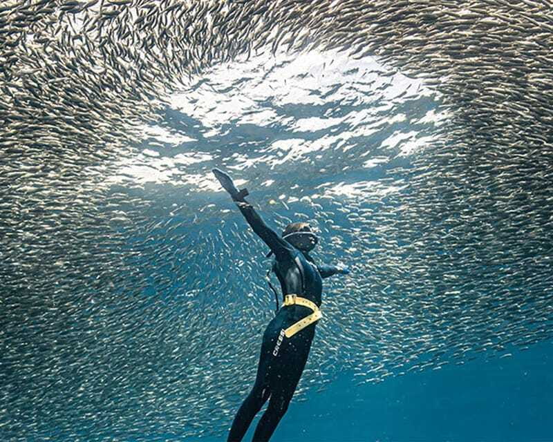 Panglao: Napaling Reef and Sardines Freediving Experience - Swimming beside the sardine school