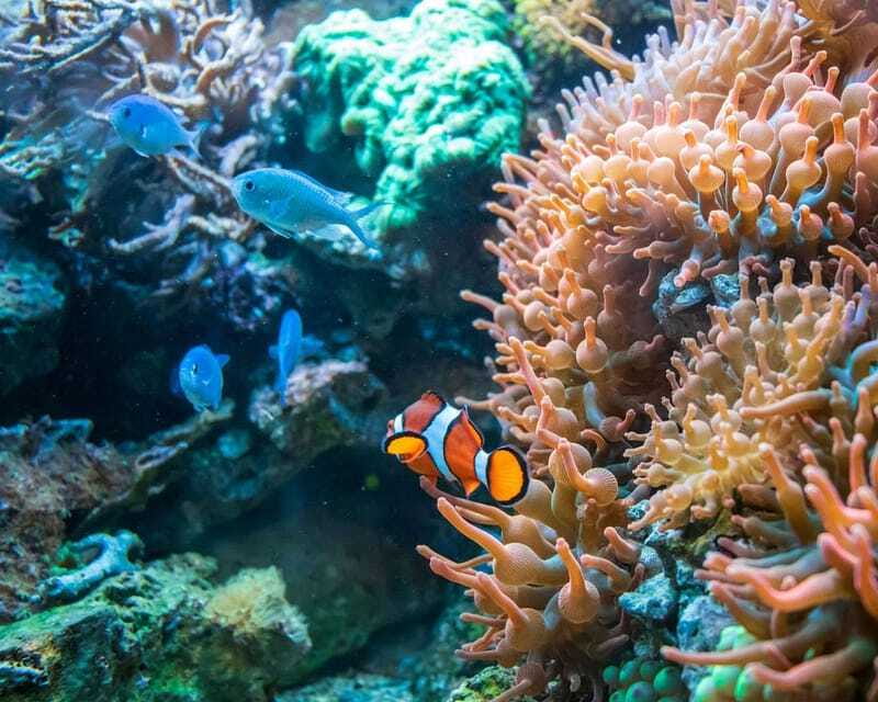 Panglao: Snorkeling at NapalingReef with Sardines Experience - Comfort after the water session