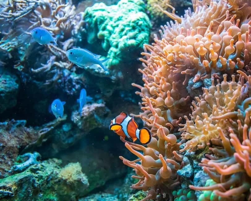 Panglao: Snorkeling at NapalingReef with Sardines Experience - Meeting at Freedive Academy Panglao