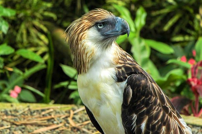 Philippine Eagle Center/Shopping - Key points to know before booking