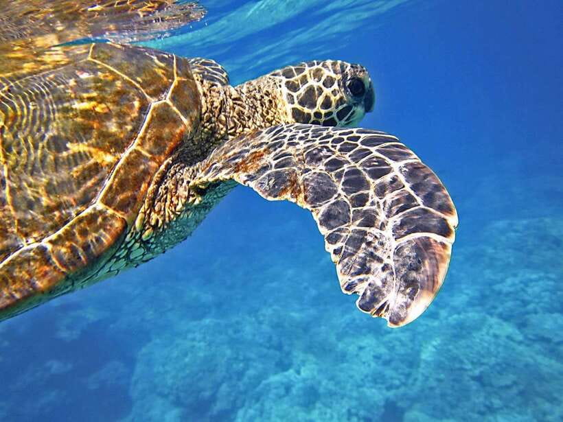 Port Barton: Island Hopping to Turtle Spot & Reef with Lunch - Why Port Barton works so well for this kind of day