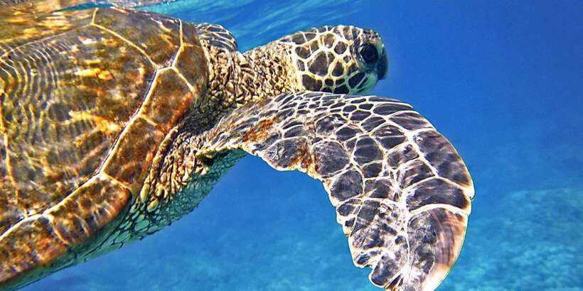 Port Barton: Island Hopping to Turtle Spot & Reef with Lunch - The crew sets the tone