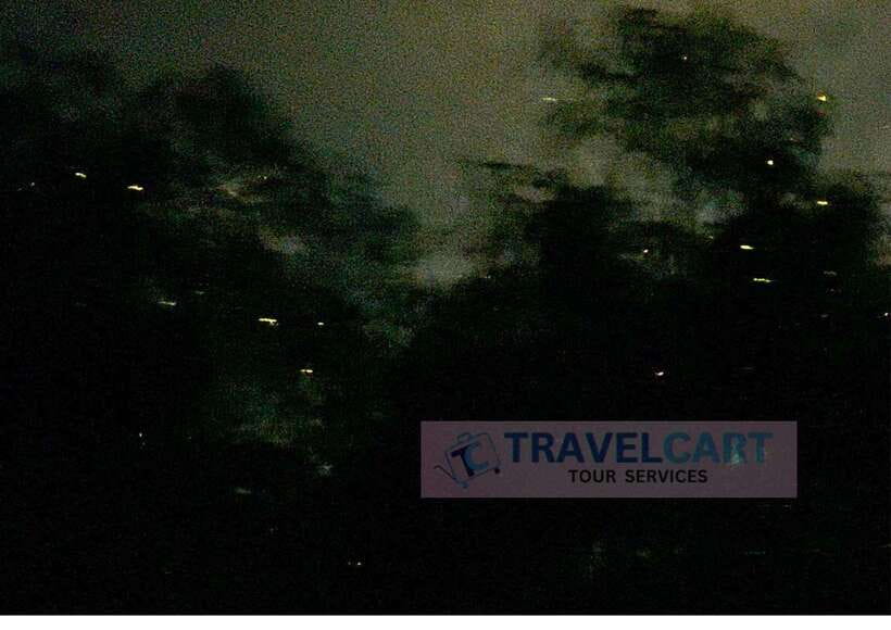 PPC IWAHIG Firefly Watching - Who will enjoy this tour most