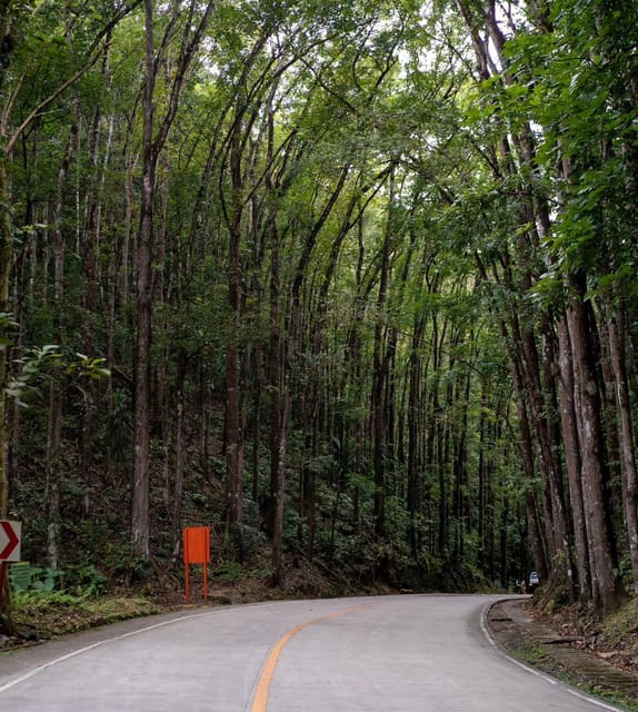PREMIUM Cebu-Bohol Day Tour with Roundtrip Ferry Transfers - Tarsier Sanctuary: a careful wildlife encounter