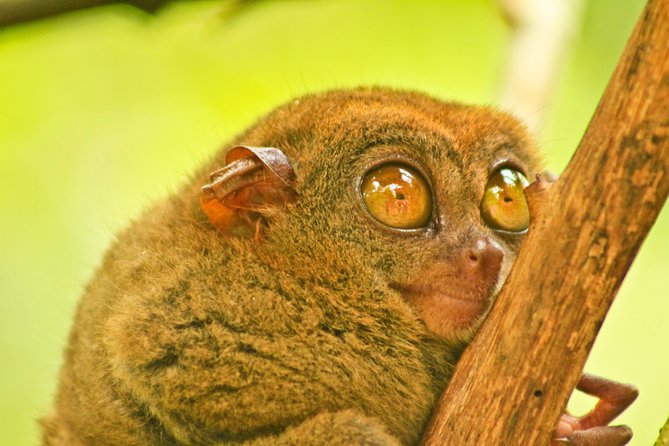 Private Day Trip Cebu to Bohol w/ Chocolate Hills & Loboc Cruise - Meeting Bohol’s tiny tarsiers