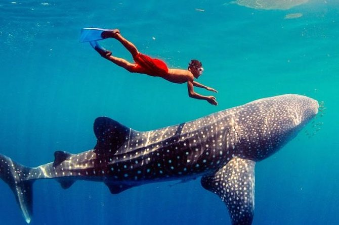 Private Tour: Oslob Cebu Whale Shark Experience - Key Points To Know Before You Book