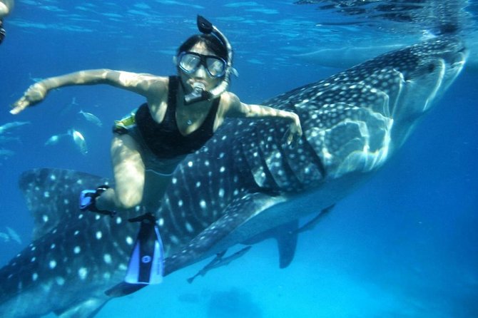 Private Tour: Oslob Cebu Whale Shark Experience - Swimming Beside a Whale Shark