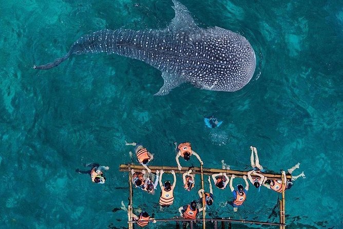 Private Tour: Oslob Cebu Whale Shark Experience - Lunch Is Helpful, Alcohol Is Not Included