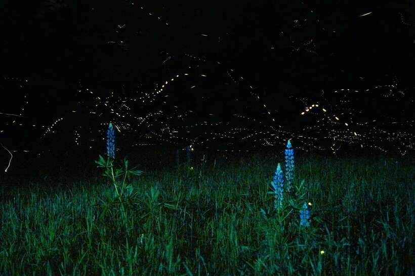 Puerto Princesa: Firefly Watching Bay Cruise with Dinner - Key points to know before you book