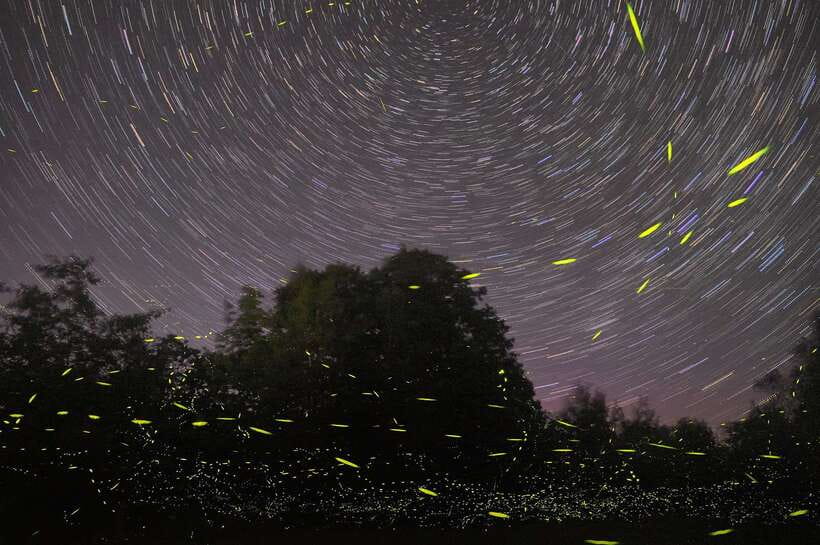 Puerto Princesa: Firefly Watching Bay Cruise with Dinner - What this Puerto Princesa night cruise is really like