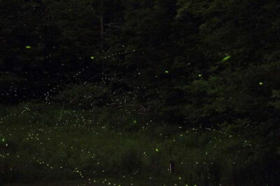 Puerto Princesa: Firefly Watching Bay Cruise with Dinner - Hotel pickup and the first boat transfer