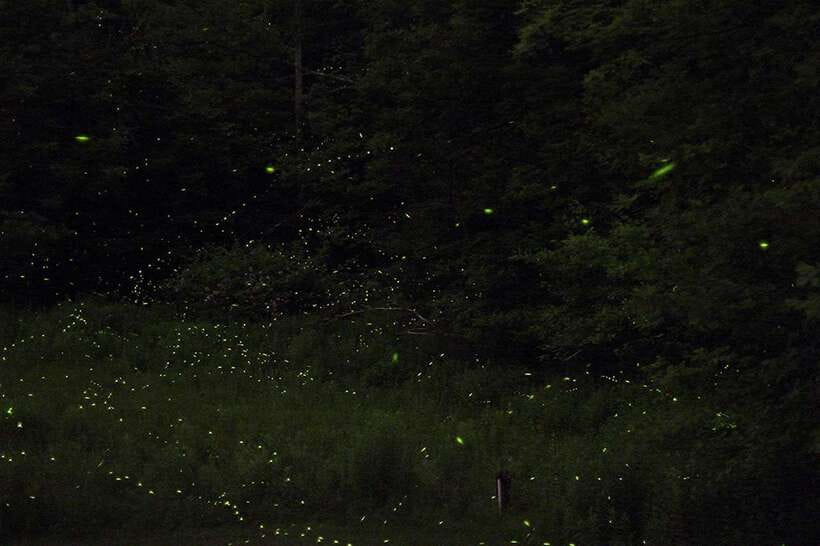 Puerto Princesa: Firefly Watching Bay Cruise with Dinner - Hotel pickup and the first boat transfer