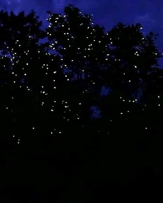Puerto Princesa: Firefly Watching Tour with Dinner - Key points to know before booking