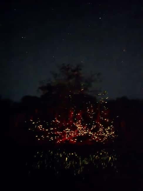 Puerto Princesa: Firefly Watching Tour with Dinner - Why the Iwahig River makes a good night out