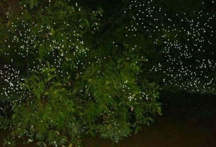Puerto Princesa: Firefly Watching Tour with Dinner - Live entertainment after the fireflies