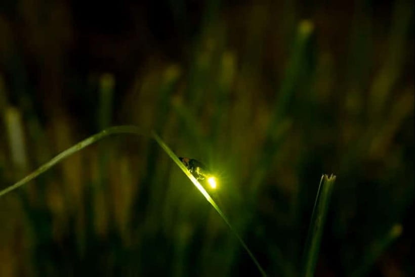 Puerto Princesa: Firefly Watching Tour with Dinner - What the $56 price really covers