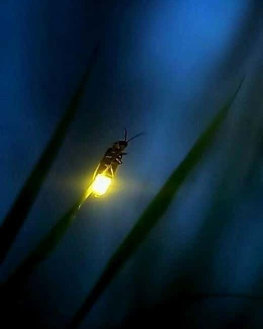 Puerto Princesa: Firefly Watching Tour with Dinner - The 5:00 to 5:30 PM hotel pickup